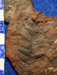 Asteroteca Miltonii ( Pecopteris ).C2b-e.