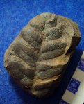 Neuropteris rarinervis.C2b-e.