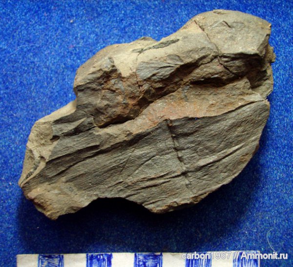 карбон, растения, членистостебельные, Calamites