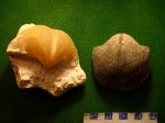 брахиоподы Choristites mosquensis