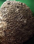 колония четырёх лучевых  кораллов ( ругоз )