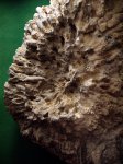 колония четырёх лучевых кораллов ( ругоз ) вид с низу.