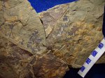 фрагмент вайи птеридосперма Eusphenopteris sp. с пёрышками и плодом