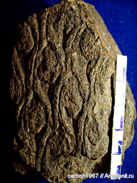 Lepidodendron
