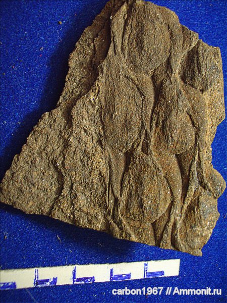 Lepidodendron
