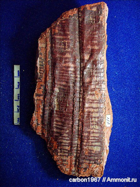 Sigillaria