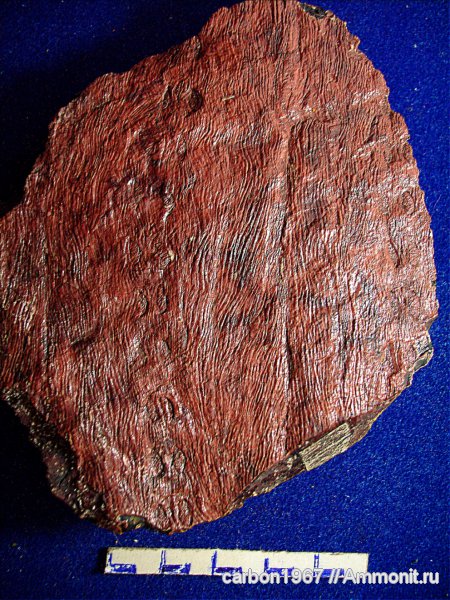 Siringodendron