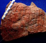 обезкоренная Sigillaria tesselata.