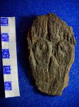 Calamites Goeppertii.отпечаток ствола.