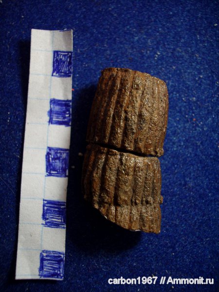 asterocalamites