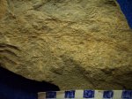 Riadicites sp. плавающие корни каламитов.
