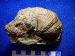 Spirifer sp. внутренний слепок раковины.