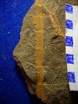 Sphenophyllum sp. стебель. Sphenophyllum sp. стебель.