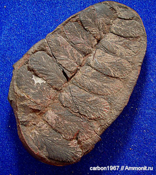 карбон, растения, птеридоспермы, Neuropteris, Neuropteris gigantea