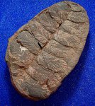 птеридосперм Neuropteris gigantea f. linqua.свита С 2 / 4.башкирский ярус.