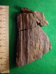 фрагмент очень крупного сердцевинного отлива Calamites sp.