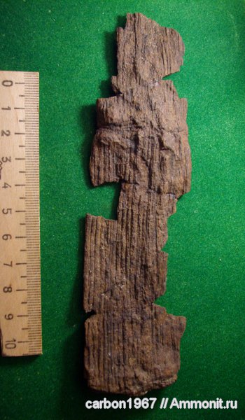 карбон, растения, членистостебельные, Calamites
