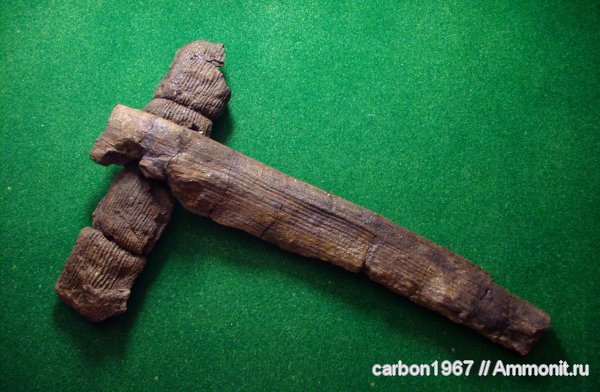 карбон, растения, членистостебельные, Calamites