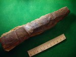 Calamites sp. "классика" жанра.