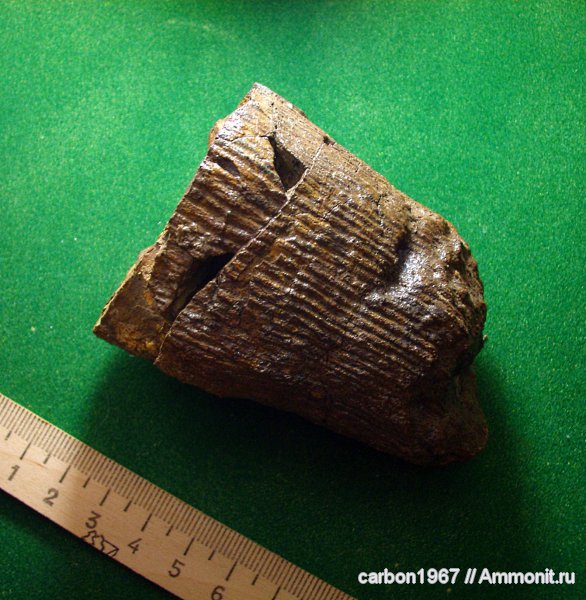 карбон, растения, членистостебельные, Calamites