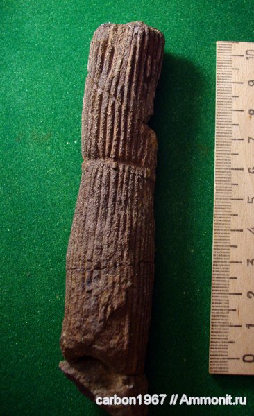 карбон, растения, членистостебельные, Calamites