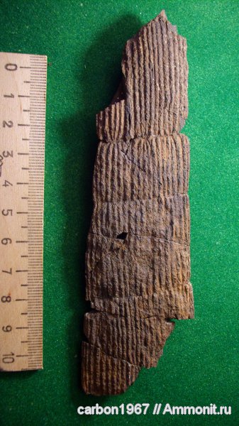 карбон, растения, членистостебельные, Calamites