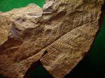 папоротник из группы пекоптерис Asteroteca sp.