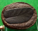 изолированное пёрышко Neuropteris gigantea.