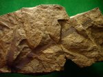 веточка Calamites sp. c листьями Asterophillites longifolius f.striata веточка Calamites sp. c листьями Asterophillites longifolius f.striata