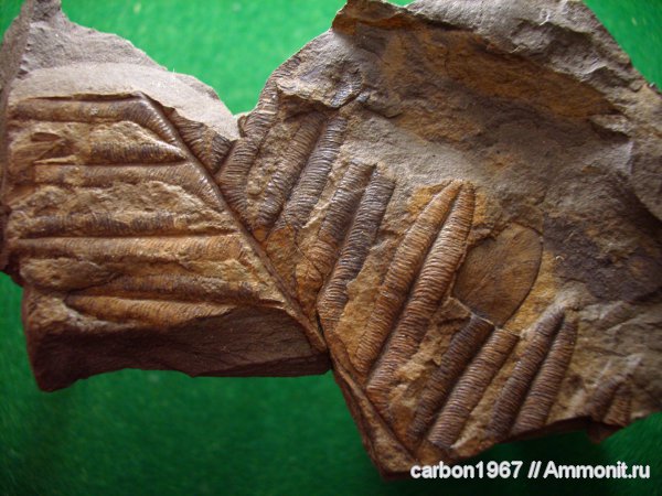 Alethopteris