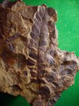 Neuropteris ovata.на глинистом сланце.