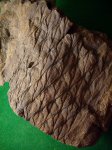 Lepidodendron obovatum.