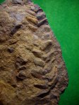 Neuropteris ovata в сидеритовой конкреции.
