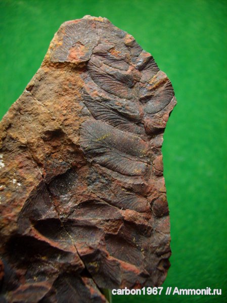 Neuropteris