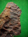 Neuropteris ovata . ещё один вид "носителя" отпечатка.