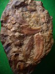 седеритовая конкреция с пёрышками Neuropteris gigantea f. arcuata.