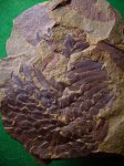Neuropteris hеterophylla.