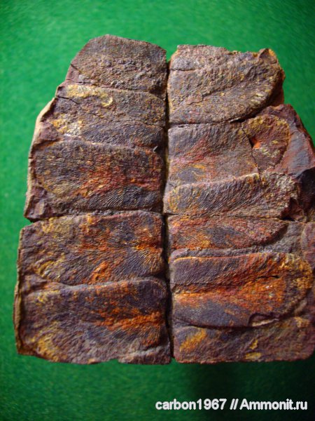 Neuropteris