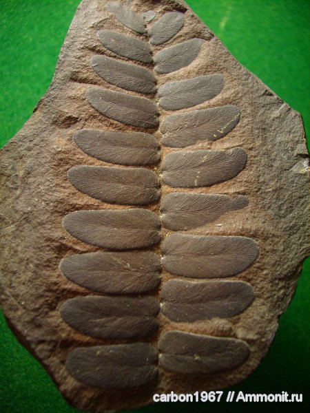 карбон, растения, птеридоспермы, Neuropteris