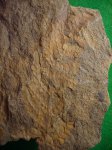 "фантом" отпечаток  Neuropteris heterophylla на самом грубом носителе.