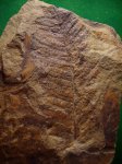 папоротник Asterotheca Miltonii