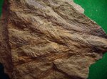дихиотомирующие ( раздваивающиеся ) веточки Lepidodendron lycopodiaides. дихиотомирующие ( раздваивающиеся ) веточки Lepidodendron lycopodiaides.