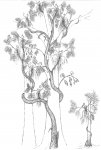 Реконструкция птеридосперма Eusphenopteris sp.