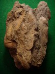 Antracanauta sp. из песчаника.