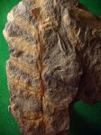 Фрагмент верхушки пера Alethopteris lonchitica