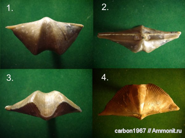 брахиоподы, девон, Devonian, Cyrtospirifer, Spiriferida