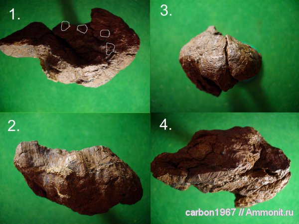 карбон, растения, членистостебельные, Calamites