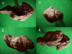 Узел Calamites sp. Узел Calamites sp.