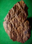 Lepidodendron obovatum.