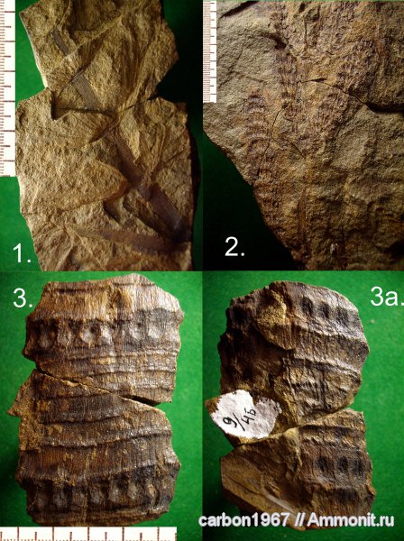 карбон, растения, членистостебельные, Calamites, Asterophyllites